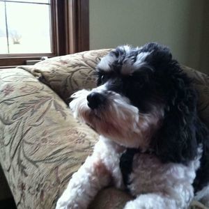 Meet your Posher, Donna